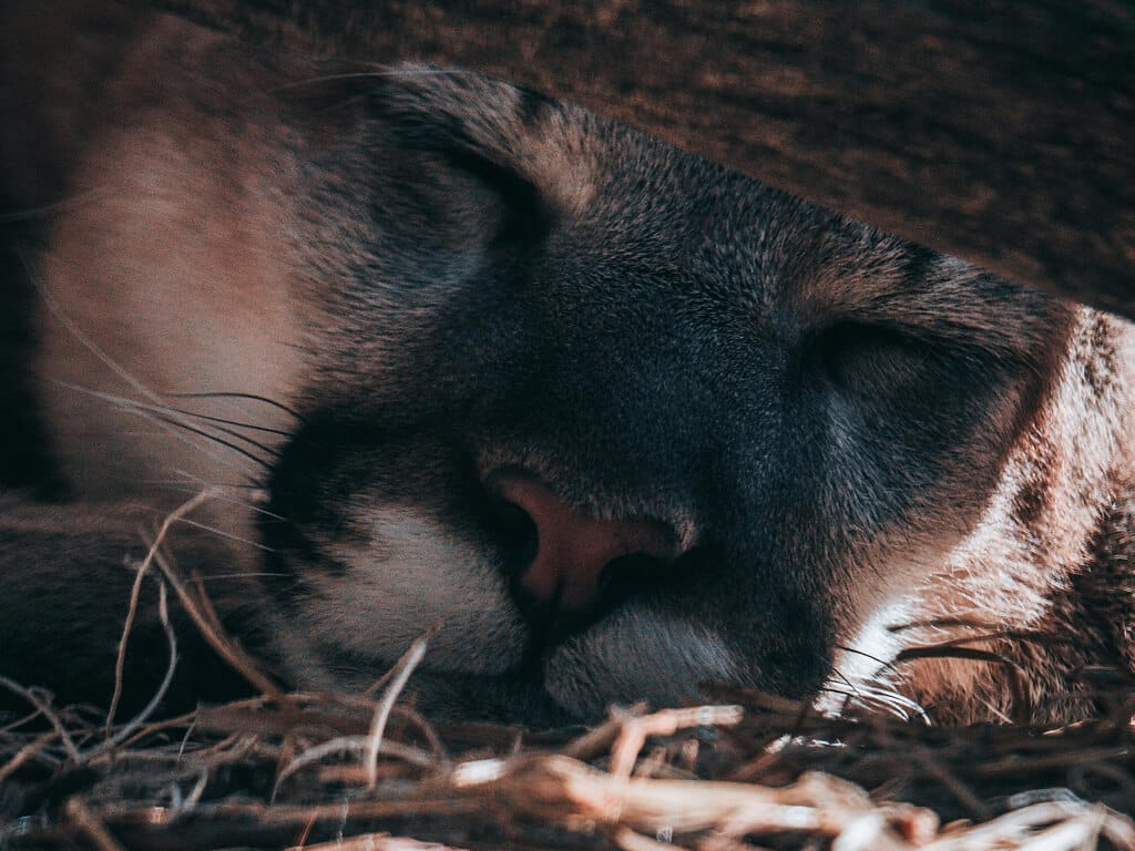 Preserving the Wild: A Mountain Lion’s Legacy Lives on State University