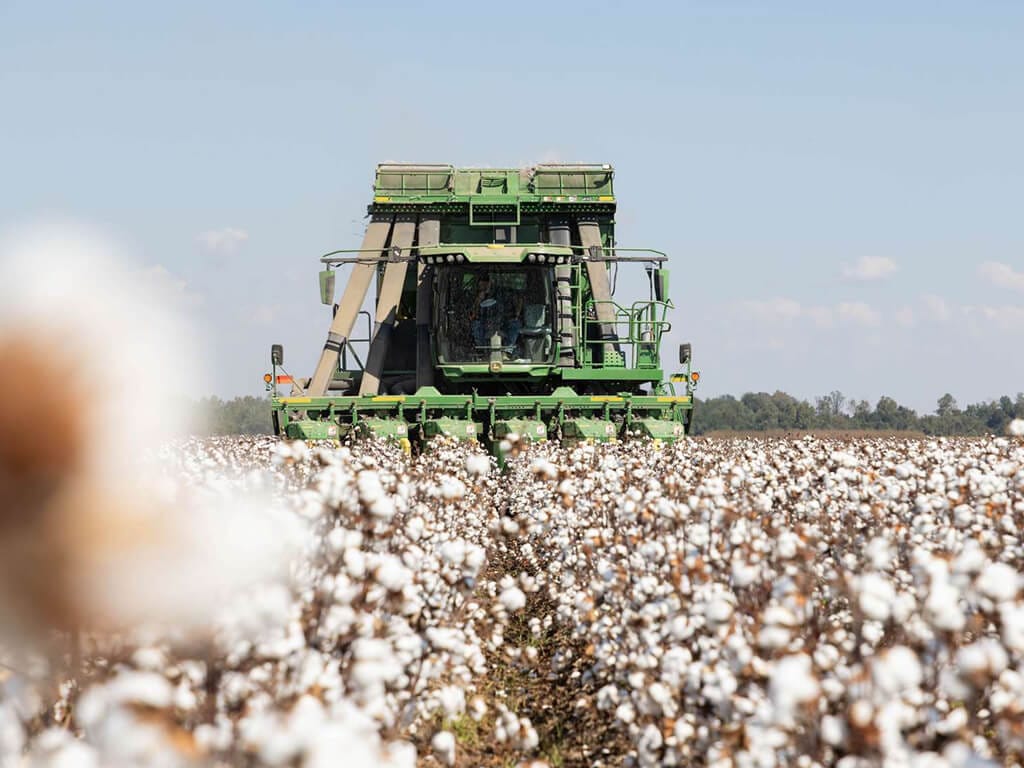 As Cotton Prices Slide, Arkansas Farmers Face Hard Choices in 2026