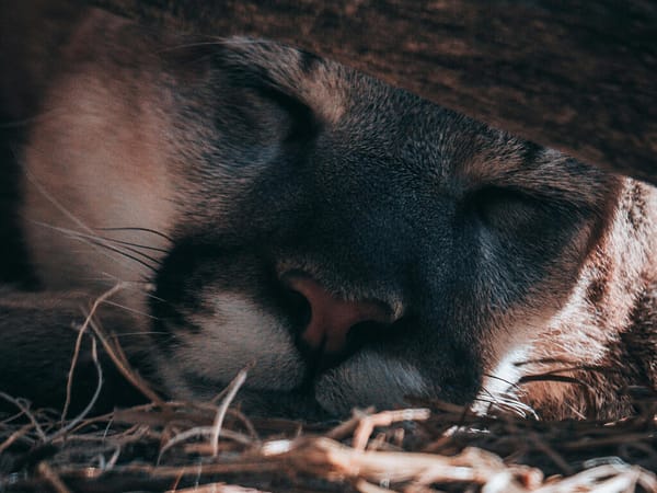 Preserving the Wild: A Mountain Lion’s Legacy Lives on State University