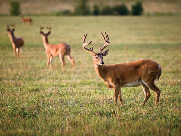 The Wait Is Over: Arkansas Hunters Return to the Woods for Modern Gun Deer Season